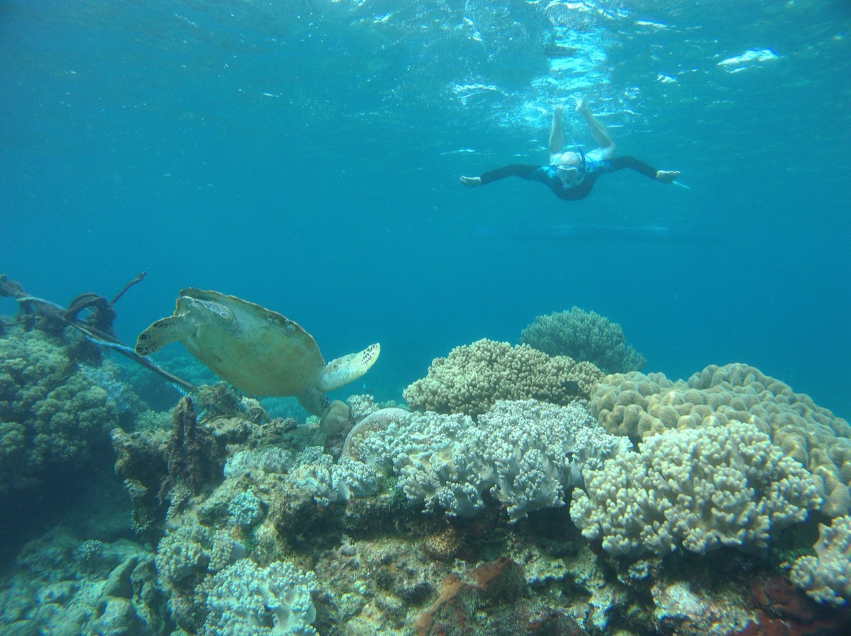 Seychelles snorkeling with coral reef