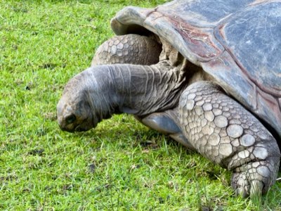91 cm Panzer: Die Biologie der Aldabra-Riesenlandschildkröte