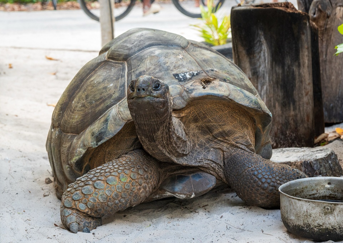 Aldabra Giant Tortoise in Seychelles
