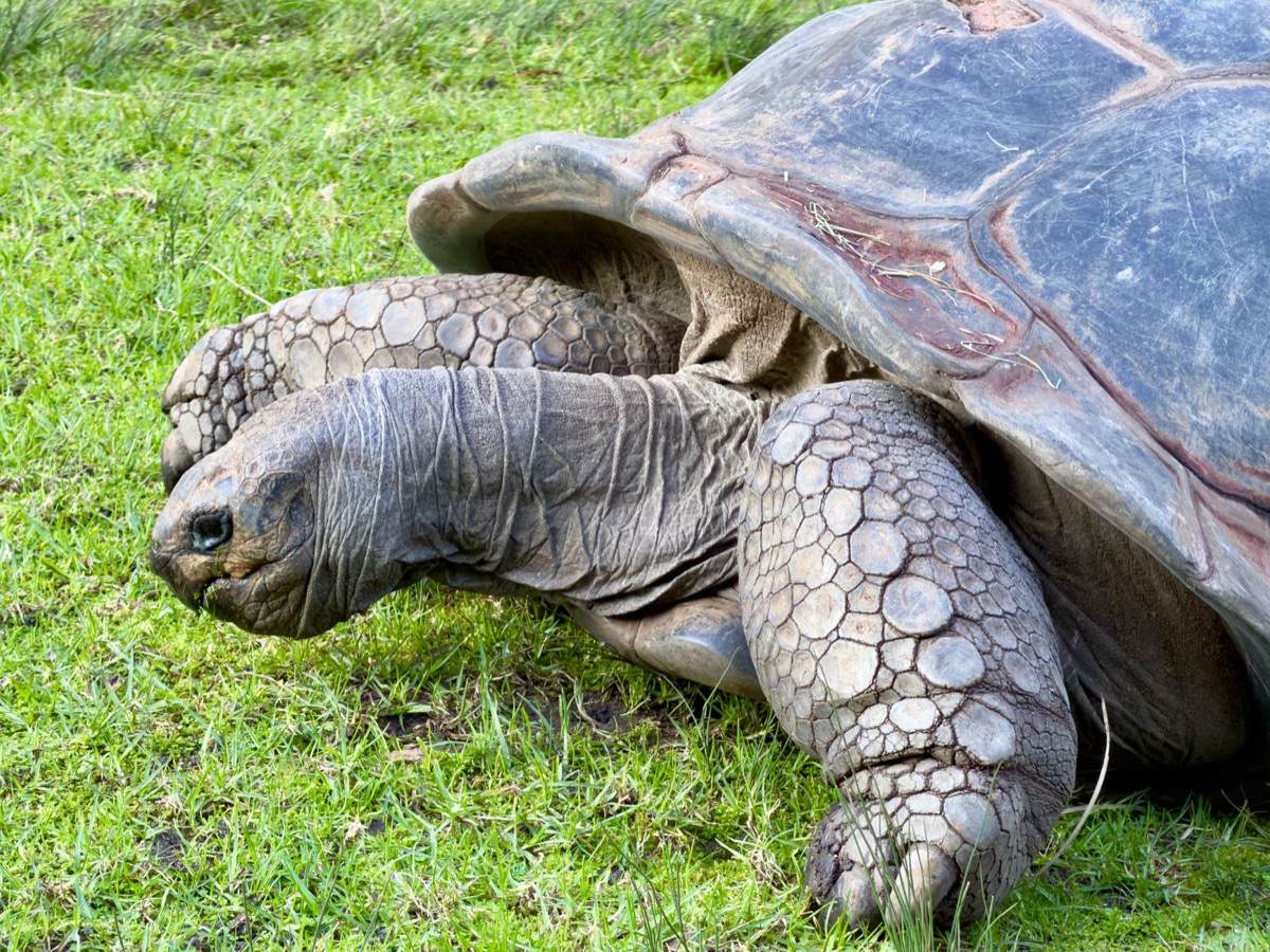 Seychelles turtle conservation sign