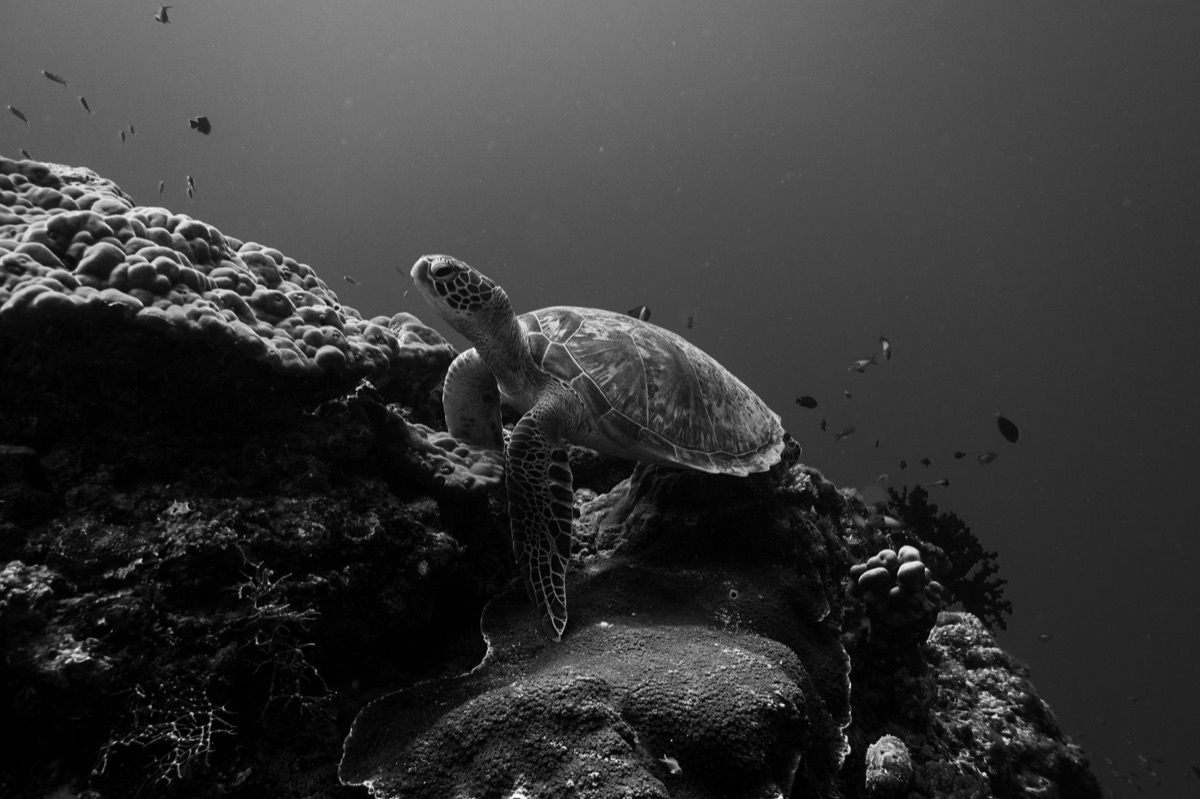 tortuga en recinto marino de seychelles