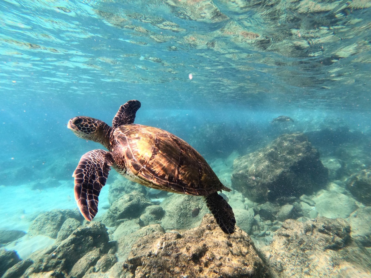 proteccion de tortuga en seychelles