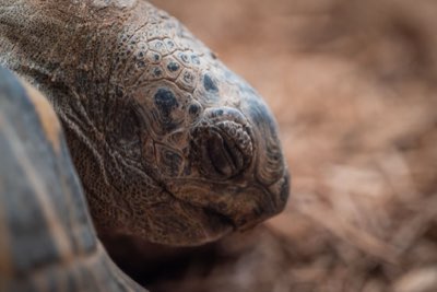 91 cm de vie : Guide pour observer les géants d'Aldabra