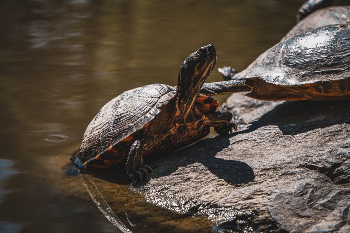 Tortue géante sur une plage