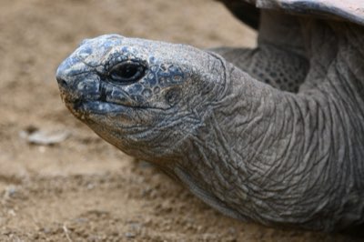 Tartarughe Giganti Aldabra e Seychelles: Guida Etica per Incontri