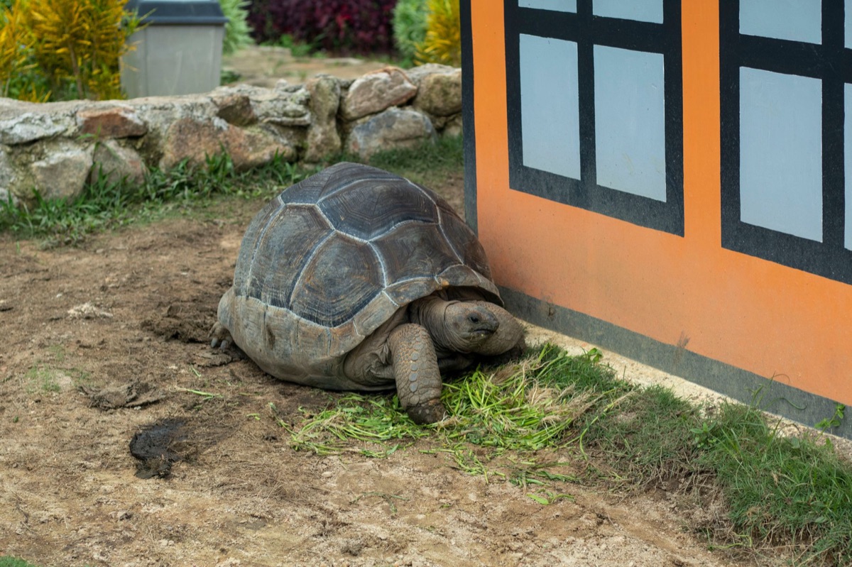 Tortoisa nel suo ambiente naturale