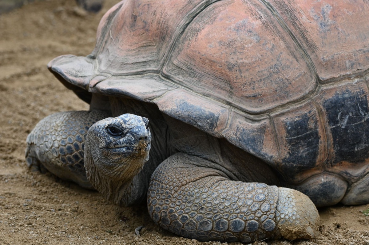 Protezione delle tortoise di Aldabra