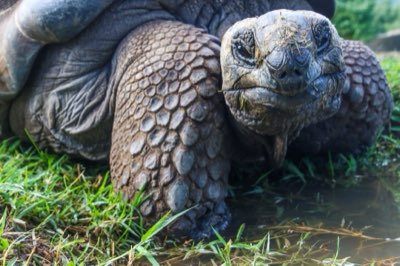 91cmの甲羅が語る：アルダブラゾウガメの生態と観察の極意