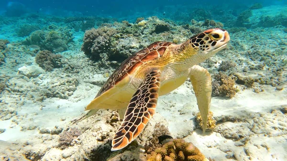 Seychelles turtle protection sign