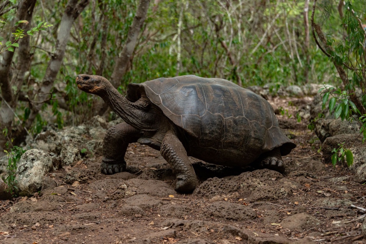 Tartaruga gigante com guia de protecao
