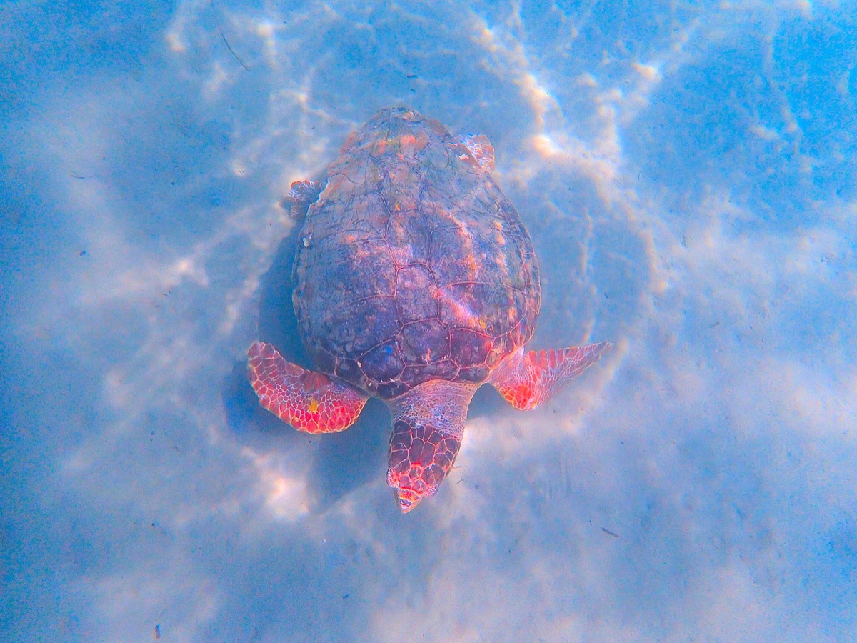 塞席爾巨龜於熱帶海洋環境中，體現生物多樣性與保護價值