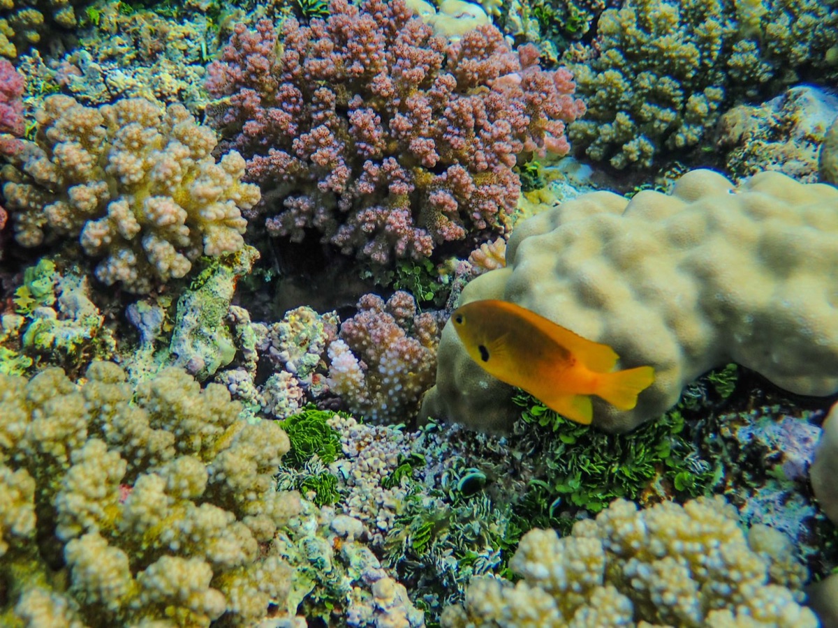 Seychelles Schnorchelort