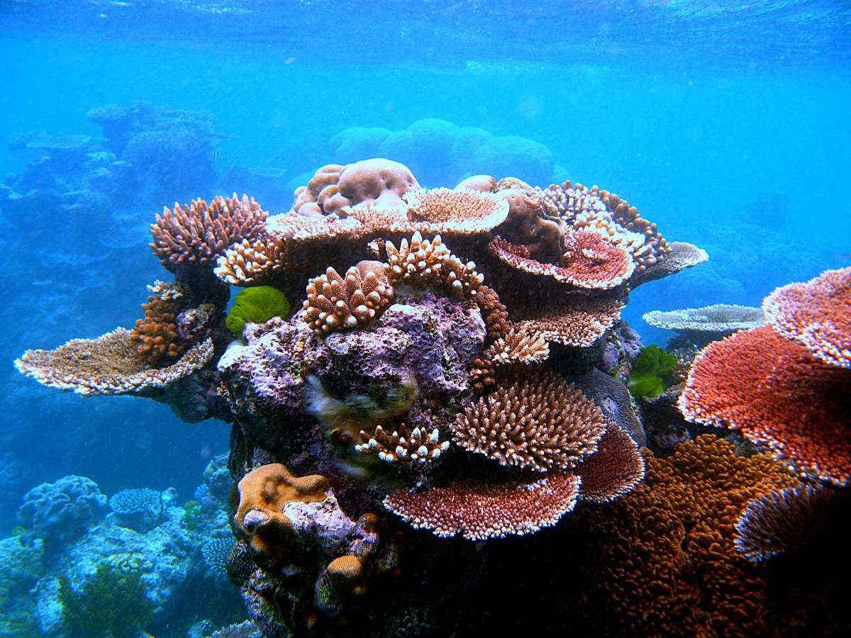underwater coral reef with colorful fish