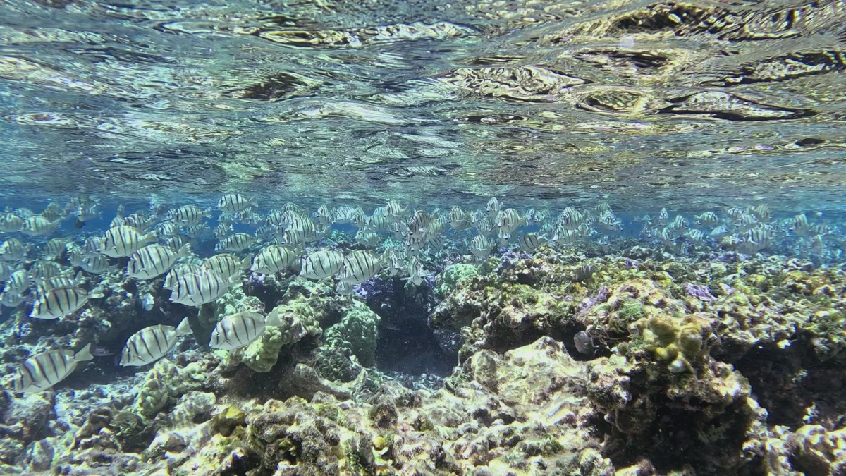 Reef avec poissons