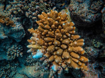規劃完美旅程：塞詩雪潛水活動的島嶼時間分配術完整指南