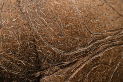Coco de Mer: Einheimisches Juwel der Seychellen seit 1800