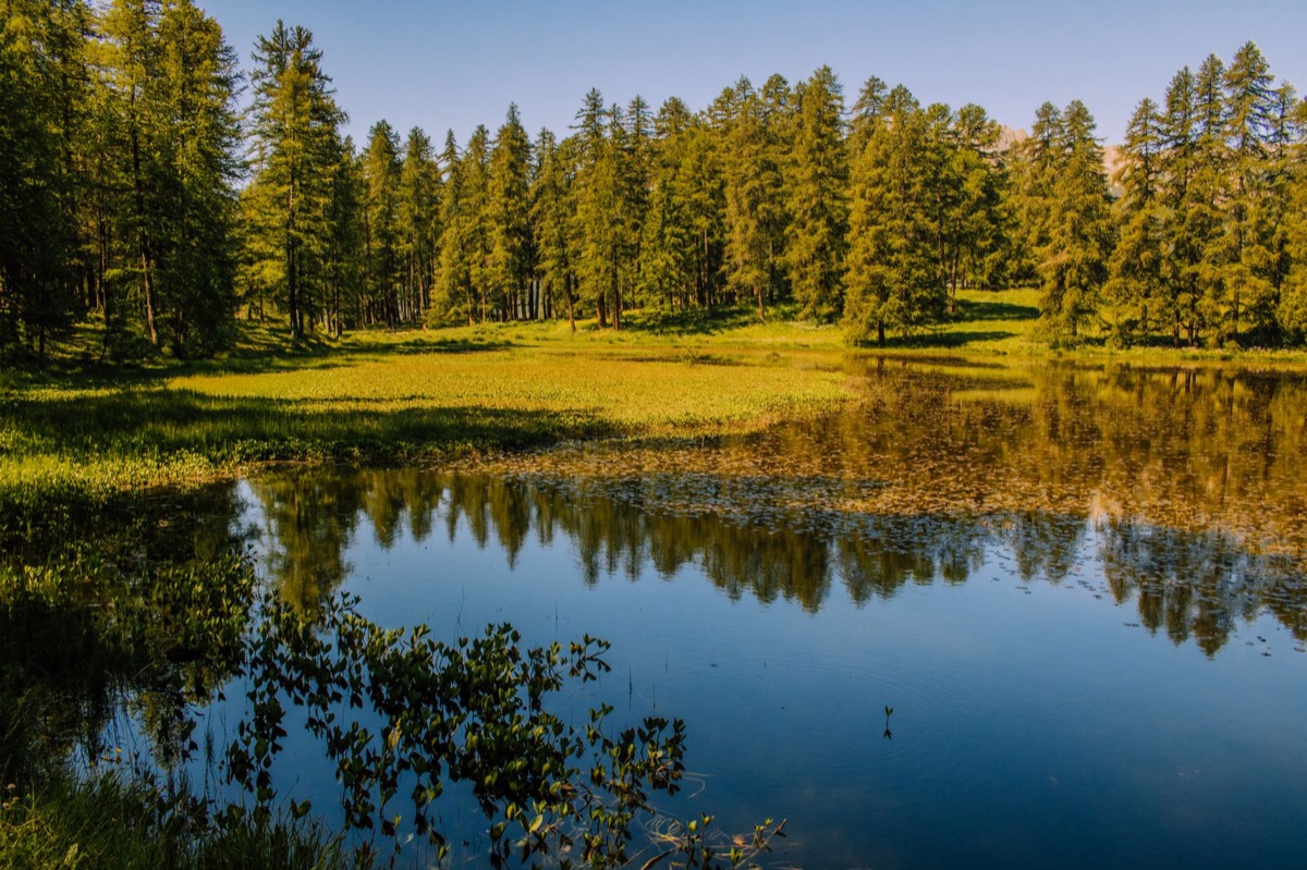 Código Mer en bosque