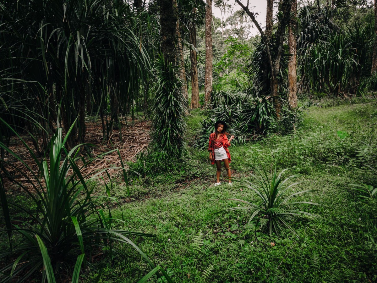 cocode mer in forest