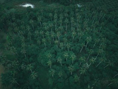 ココ・ド・メール：セーシェル固有種の生命力を感じる旅完全ガイド