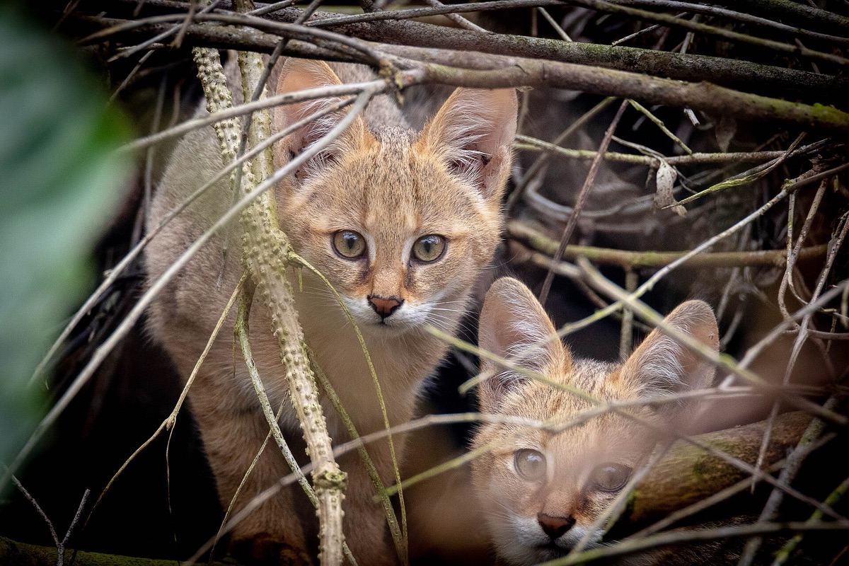 ココードメルの森で見られる野生動物
