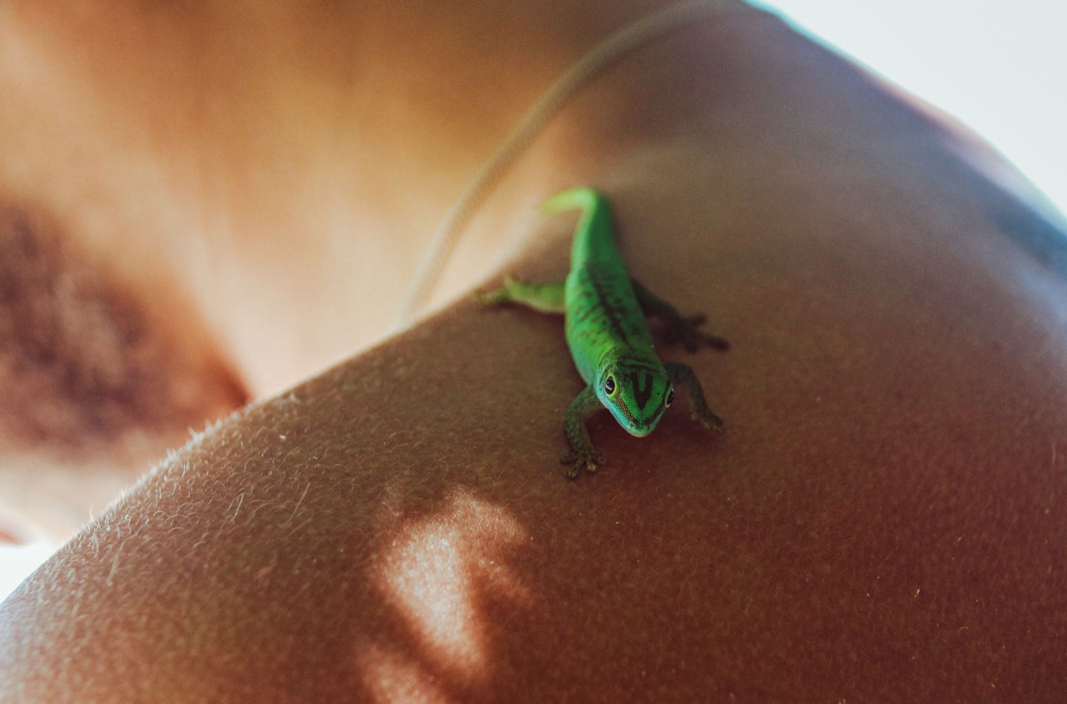 Wildlife observatie op Seychelles