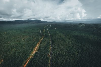 Coco de Mer: Guia Essencial para Sua Viagem às Seychelles