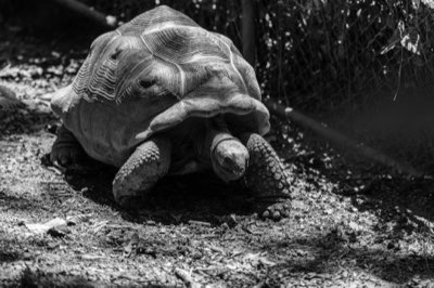 Giganten-Treffen: Optimales Timing für die Aldabra-Begegnung