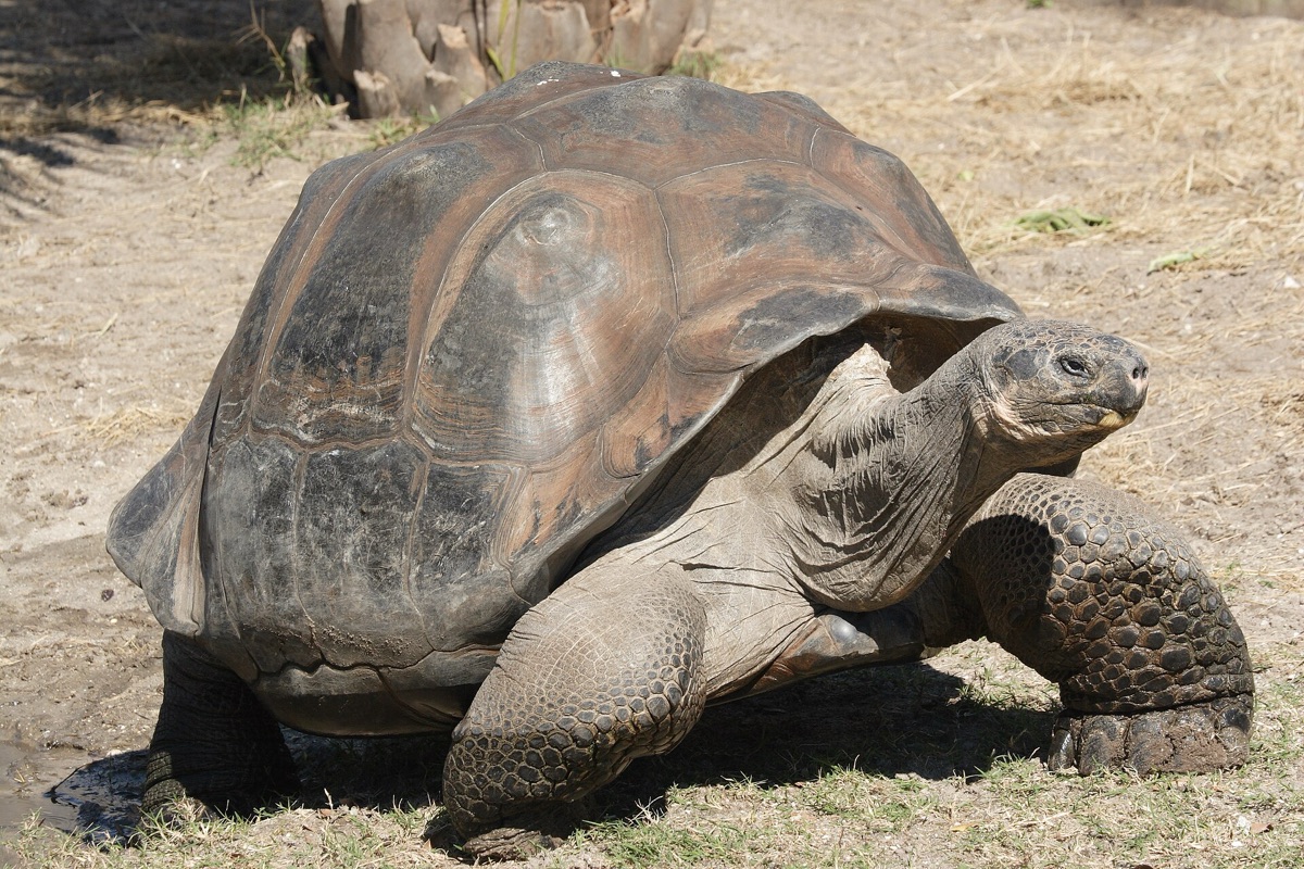 Giant tortoise on Aldabra Island