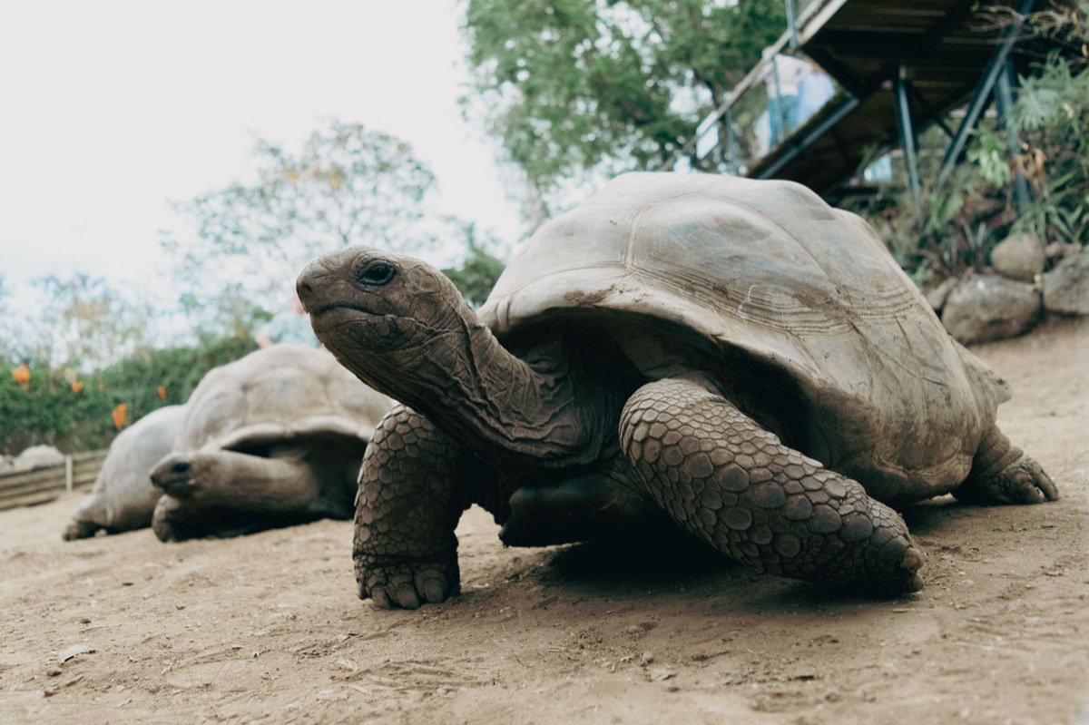 Wildlife observation on Aldabra Island