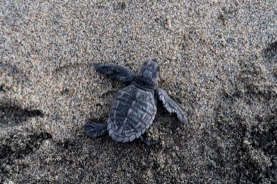 Seychelles Expedition: Observing Giant Tortoises in Aldabra