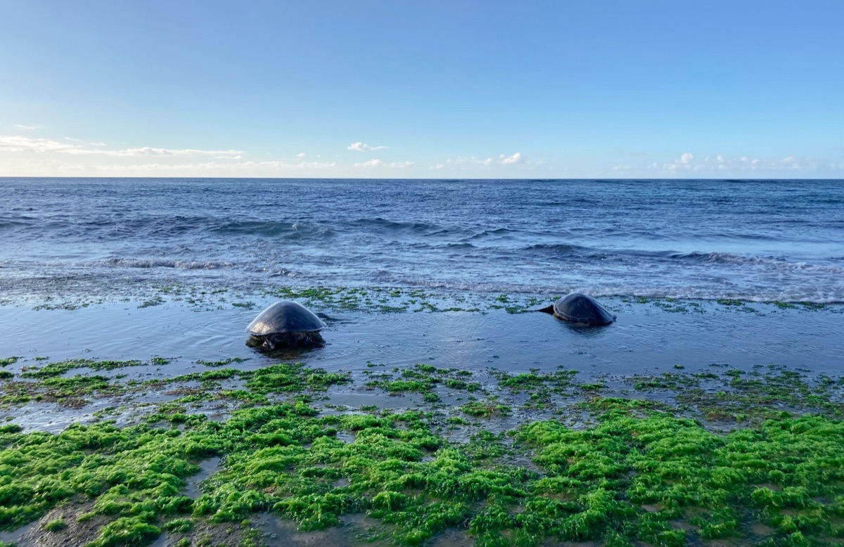 Green sea turtle on alabara island