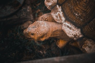 Viaje a Aldabra: Conexión profunda con tortugas milenarias