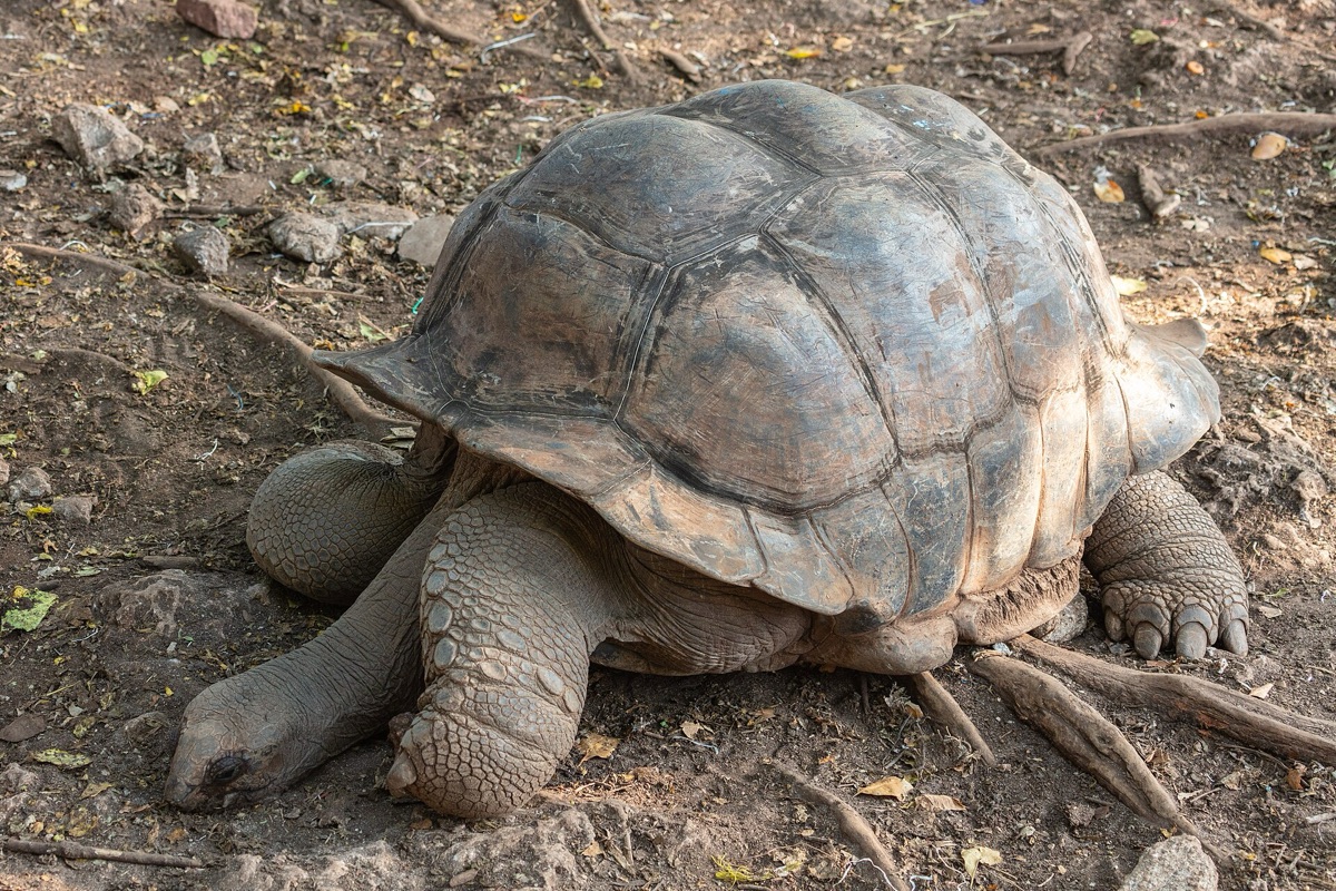 tortuga gigante en Aldabra