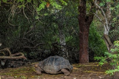 Tortues géantes : votre guide pour une immersion totale à Aldabra