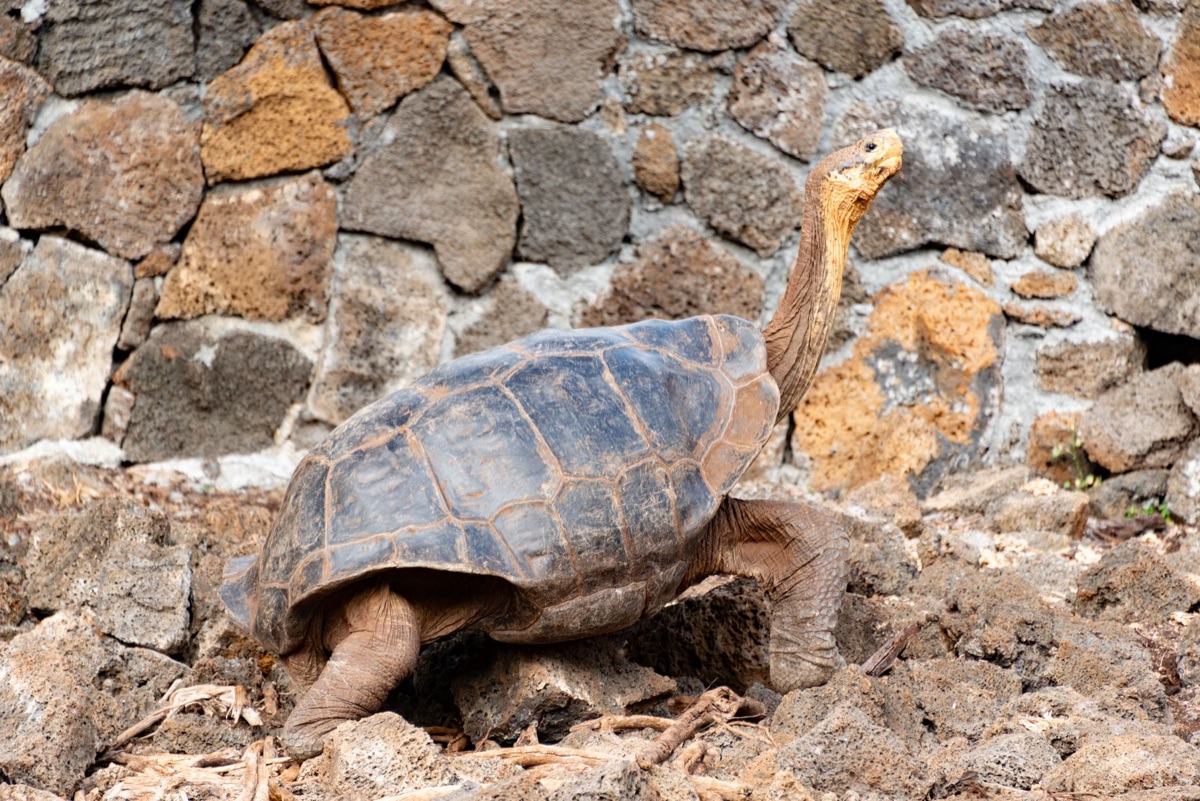 Giant tortoise on Alabara Island