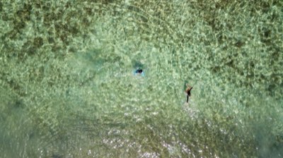 Tartarughe Aldabra: 98% della vita selvatica nelle Seychelles
