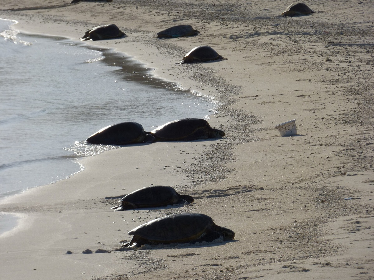 tortuga gigante su sabbia
