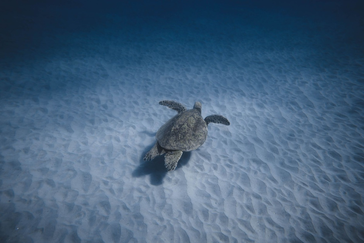 tortuga albina in habitat naturale
