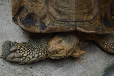 Seychellen: Aldabra Atol, De Ultieme Schildpadontmoeting