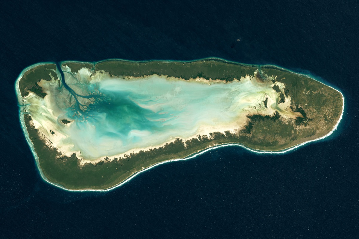 Kikvooi op Aldabra eiland