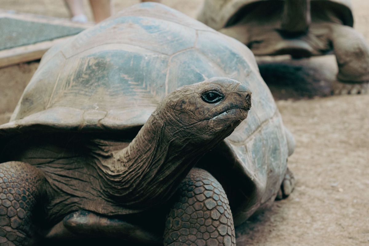 Wildnatuurbeschaving op Aldabra eiland