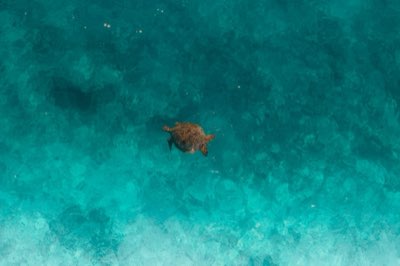 Tartarugas Aldabra: Guia Essencial para Observação em Seychelles