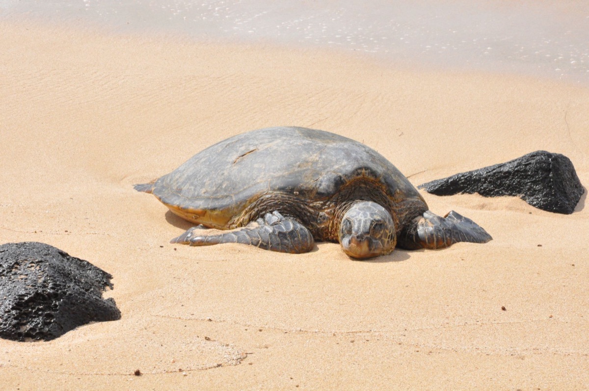 tartaruga marinha em praia de aldebarra