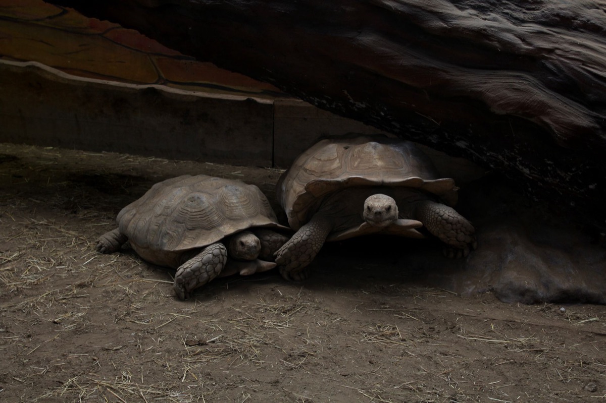 亞拉布拉島的海 turtles 生態保護區
