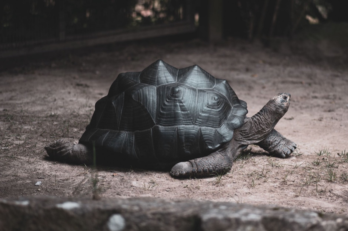 亞拉布拉島的海 turtles 繳巢場景