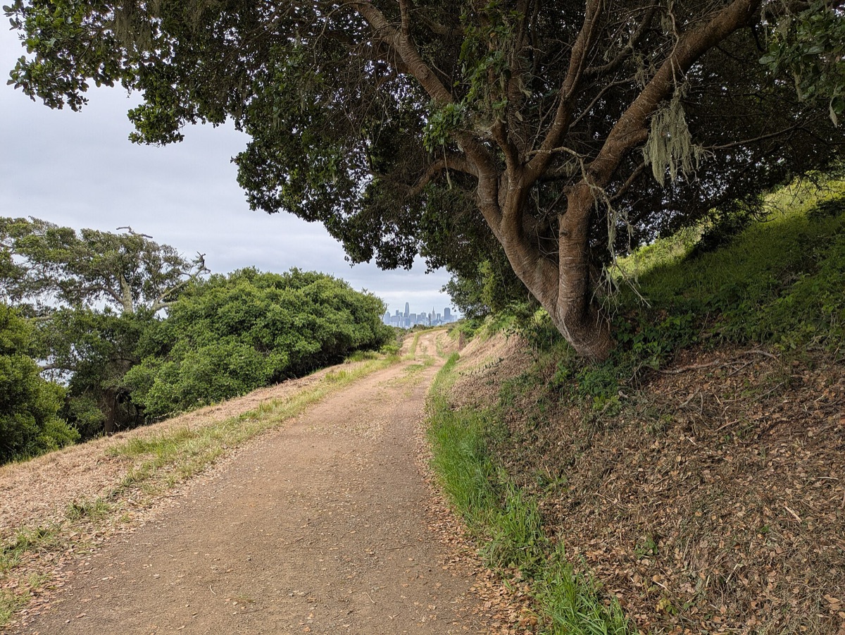 Island hiking trail with granite rocks and vegetation