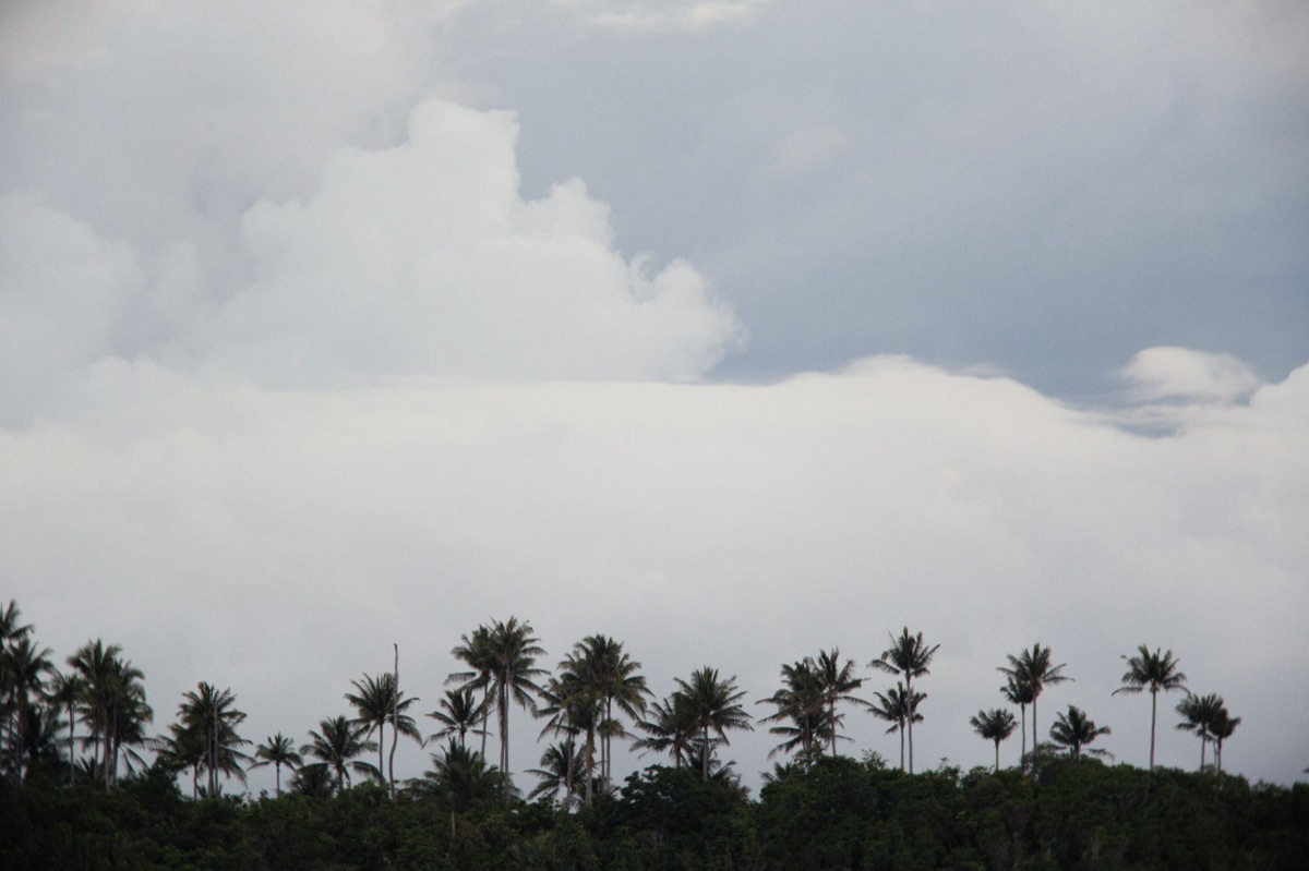 Tropical forest Radig Island