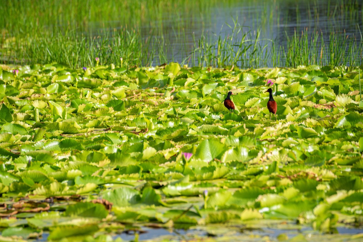 Fauna en la isla de Radgat