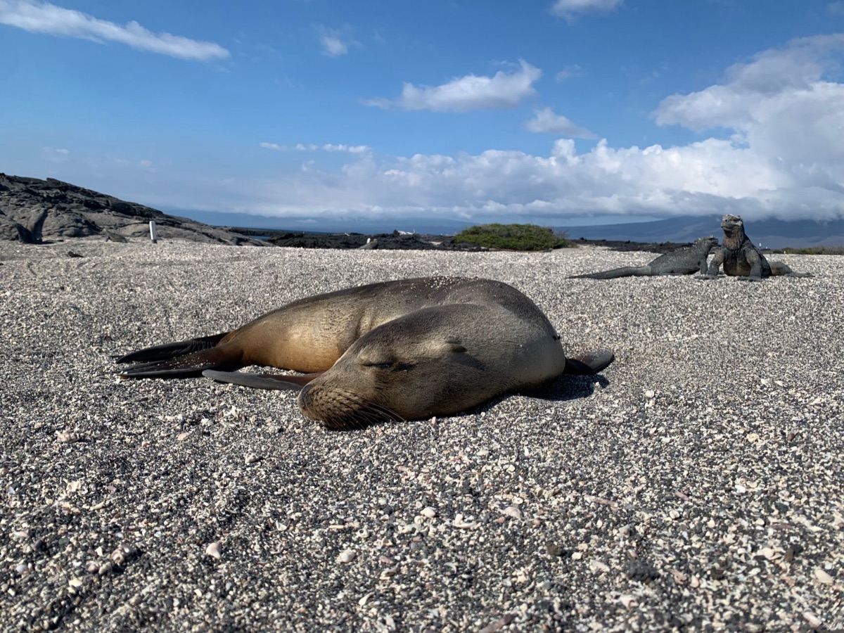 Fauna in Radig Island, Seychelles
