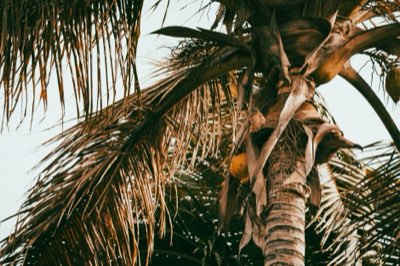 Coco de Mer: 5 Regeln für ökologische Seychellen-Besuche